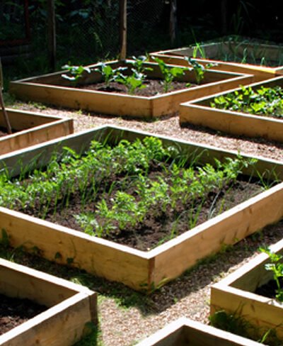 Garden, vegetable garden